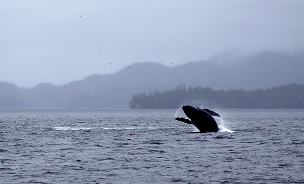 The Great Bear Rainforest is one of the few places on Earth where you might discover a grizzly bear on an isolated beach, a black bear in a thick stand of trees, a spirit bear along a stream, and a humpback whale breaching the surface of the sea, all in one day. ©Candice Gaukel Andrews