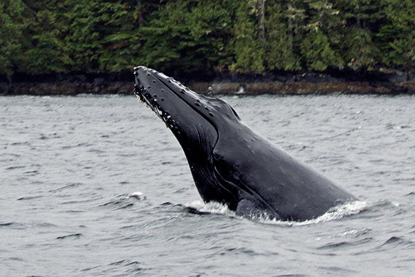 Every year, humpbacks in the entire Pacific population, extending from Alaska to Mexico to Hawaii, sing the same song — and every year, it’s a different song. Early in the year, individual whales experiment with their own new phrases and verses; and by fall, all the whales have somehow agreed on the specific details of that year’s long and complex tune. ©Candice Gaukel Andrews