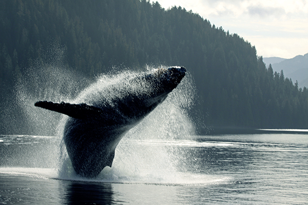 Whales are recovering on Canada’s North Pacific Coast, in the Great Bear Sea, but they still face an uncertain future. Increased noise from ships and the potential introduction of massive oil tankers into these waters pose genuine threats to their fragile status. ©Candice Gaukel Andrews