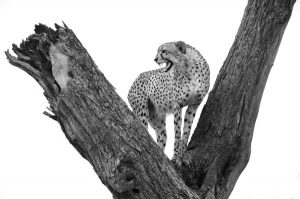 A cheetah perched in a baobab tree in the Sabi Sabi Private Game Preserve.