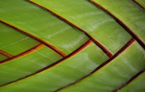 Leaf close-up
