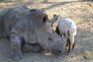 Lammie and Gertjie hanging out together