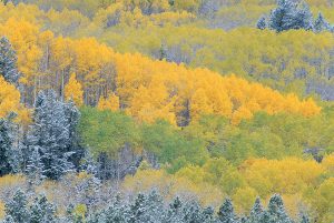 Aspens in Grand Teton National Park