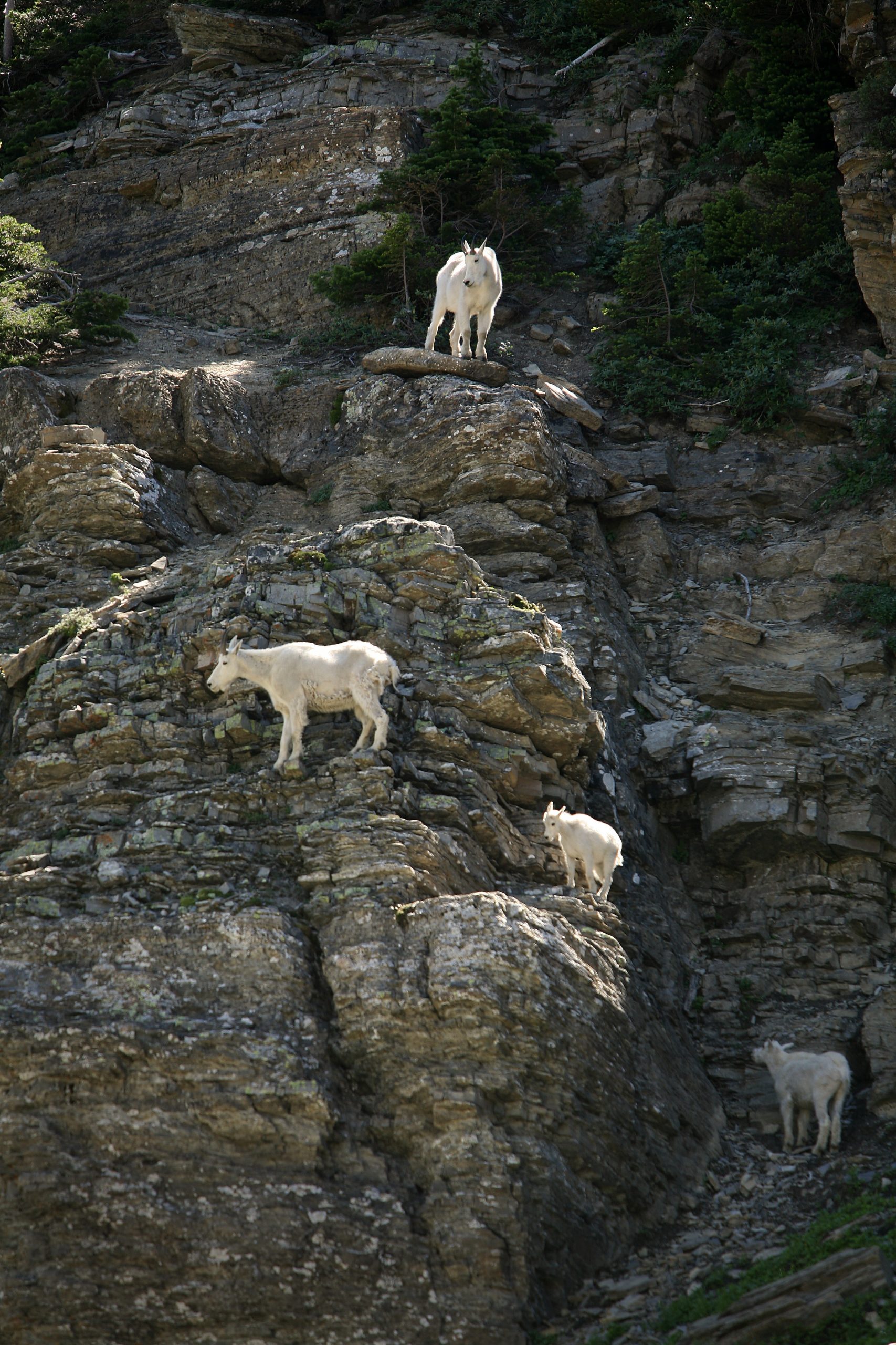 Mtn Goat Dinar Guru - jh4hc7c