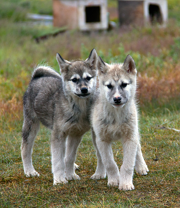 Greenland dogs