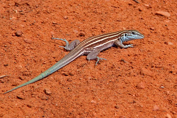 Lizard in the Southwest Canyons