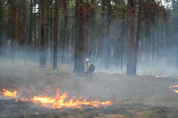 Fire in the Grand Canyon
