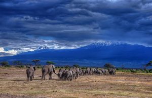 elephants walking towards kilimanjaro