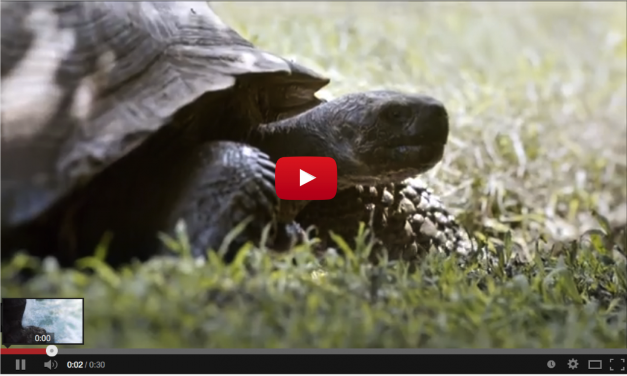 tortoise play Good Nature Travel Blog