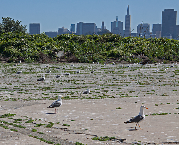 Generations of seabirds occupied the island until it became a military fortress in the 1850s. For the next hundred years, human activities kept the birds away. When the penitentiary closed in 1963, the lack of human disturbance and land predators led to a return of the birds. Today, Alcatraz is a haven for more than 5,000 nesting birds. ©Candice Gaukel Andrews