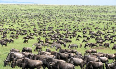 Declining Wildebeests: Why Conserve Nonthreatened Species?