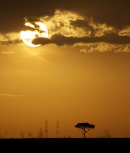 acacia tree silhouette sunset