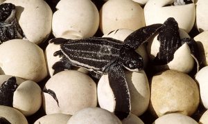 Leatherback Turtle