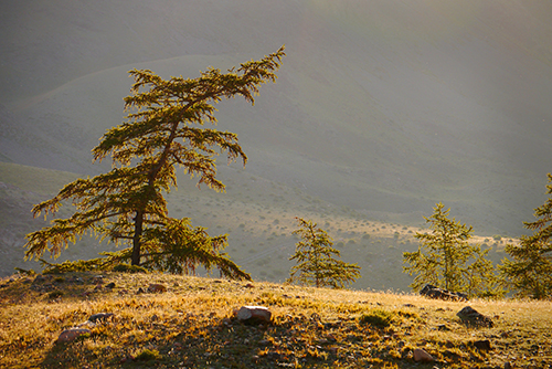 In drought conditions, trees sound off in “cries for help.” ©Eric Rock