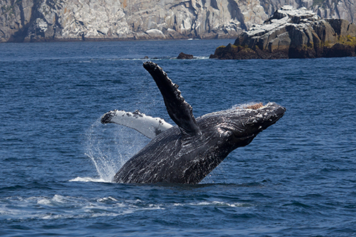 Humpbacks may be composing new songs about the warming world we’ve caused. ©Candice Gaukel Andrews