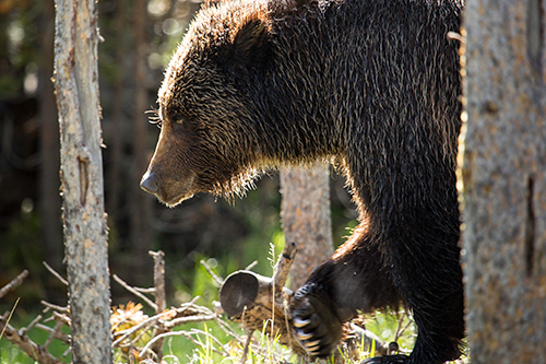 There are about 700 grizzly bears in the Greater Yellowstone Ecosystem. ©NPS photo by Neal Herbert, flickr