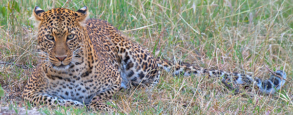 Mother Leopard on a Kenya Safari