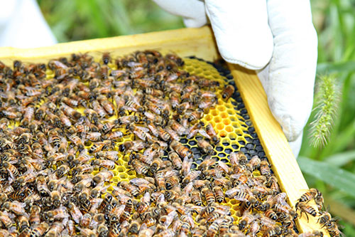 Per year, bees provide $150 million in honey. ©bekhiann, flickr