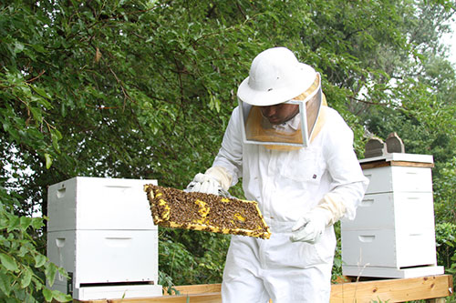 Given the facts, some beekeepers are asking that the U.S. suspend all uses of bee-killing neonicotinoids. ©bekhiann, flickr