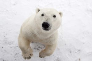 Close-up of a polar bear standing on its hind legs