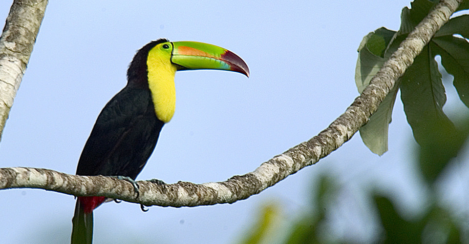 Wild toucan in Belize