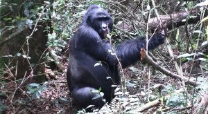 Uganda Silverback Gorilla