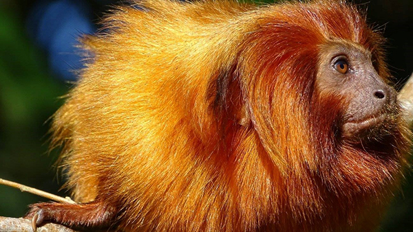 Golden Lion Tamarin Monkeys In Brazil