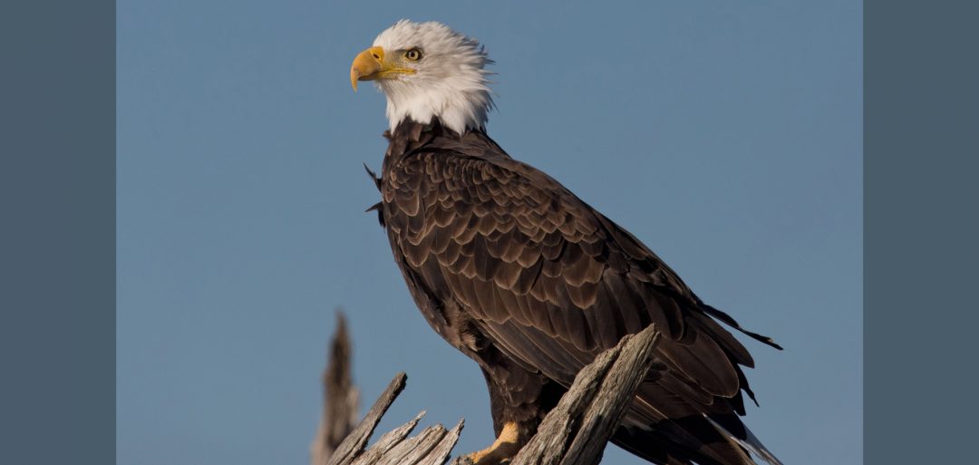 USFWS_bald_eagle_(23770875811)fin_Web Good Nature Travel Blog