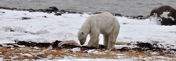 An old male polar bear eating a cub