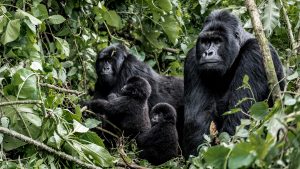 gorilla family
