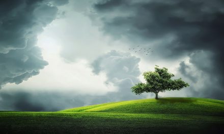 Video: Rediscovering Shel Silverstein’s “The Giving Tree”
