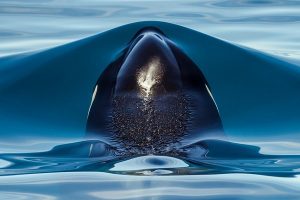 Orca Rising