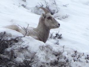 Mountain goat in Yellowstone