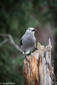 Wild bird in Yellowstone National Park