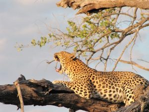 Leopard yawning