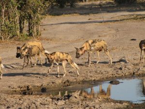 African wild dogs