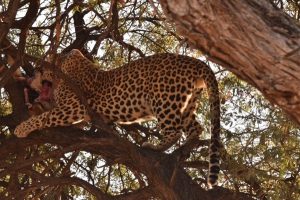 Leopard with prey in a tree