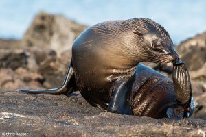 Galapagos Seal