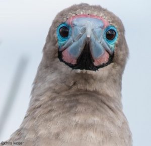 Booby in the Galapagos