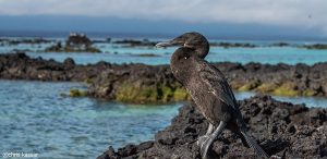Cormorant, Galapagos