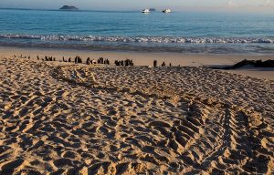 Sea Turtle Nests