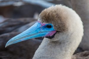 Booby colorad