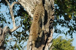 Leopard near Abu Camp, Botswana
