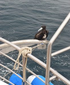 Frigatebird in the Galapagos