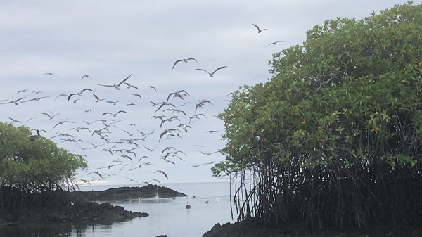 Galapagos Walden Pond