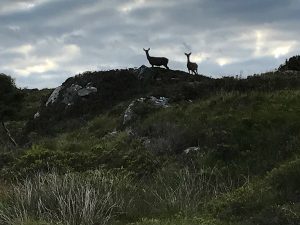 Wild red deer in Scotland