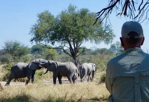Botswana safari review