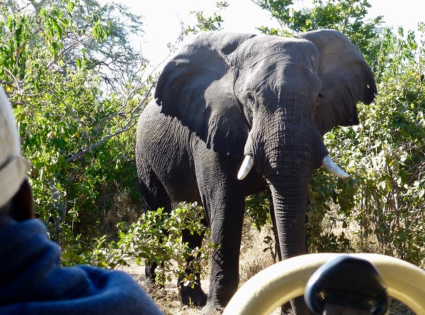 Elephant encounter in Botswana