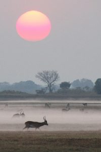 Sunrise over Busanga Plains Zambia