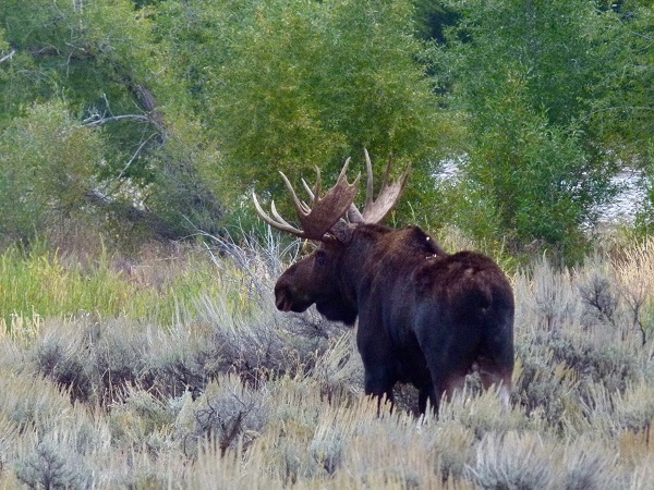 Moose in Yellowstone